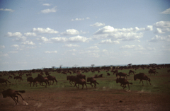 Connochaetes taurinus mearnsi