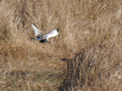 Vanellus crassirostris