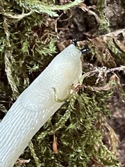 Arion intermedius