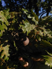 Andricus quercustozae