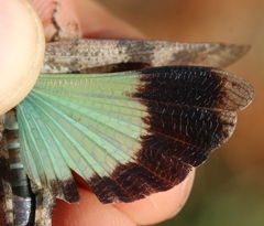 Oedipoda fuscocincta morini