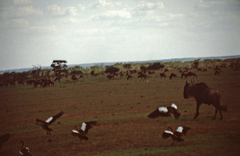 Connochaetes taurinus mearnsi