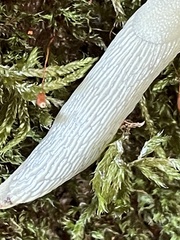 Arion intermedius