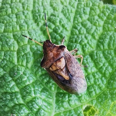 Peribalus strictus vernalis