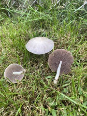 Candolleomyces candolleanus