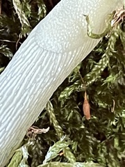 Arion intermedius