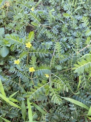 Tribulus terrestris