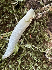 Arion intermedius