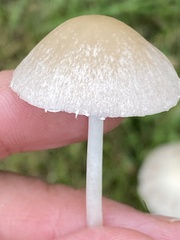 Candolleomyces candolleanus