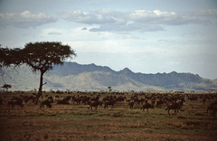 Connochaetes taurinus mearnsi