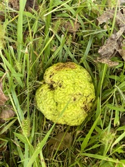 Maclura