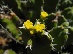 Euphorbia aeruginosa