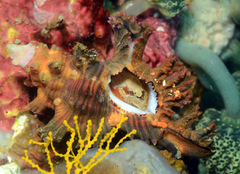 Chicoreus palmarosae