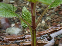 Stachys chamissonis
