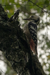 Dendrocopos leucotos