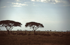 Connochaetes taurinus mearnsi