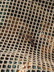 Lycosoidea