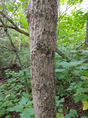 Fraxinus nigra