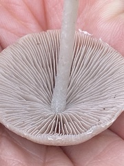 Candolleomyces candolleanus