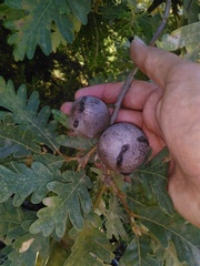 Andricus quercustozae