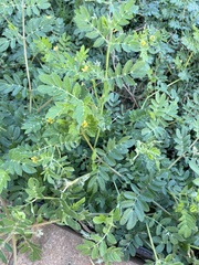 Tribulus terrestris
