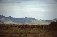 Connochaetes taurinus mearnsi