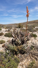 Aloe glauca