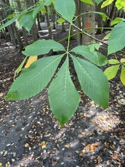 Aesculus