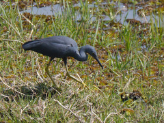 Egretta vinaceigula