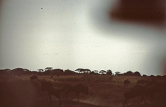 Connochaetes taurinus mearnsi