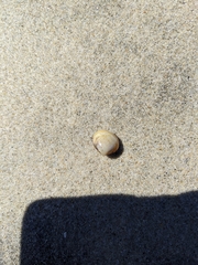 Laevicardium substriatum