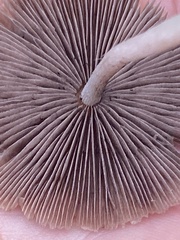 Candolleomyces candolleanus