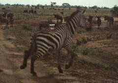 Equus quagga boehmi