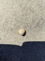 Laevicardium substriatum