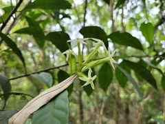 Cestrum