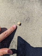 Laevicardium substriatum