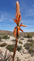 Aloe glauca