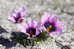 Moraea melanops