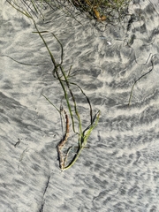 Zostera marina