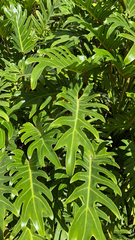 Thaumatophyllum xanadu