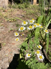 Tanacetum