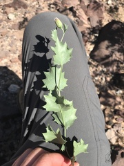 Acourtia nana