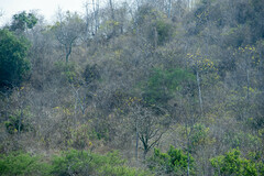 Handroanthus chrysanthus