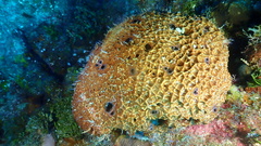 Ircinia felix