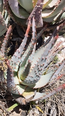 Aloe glauca