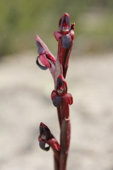 Disa atrorubens