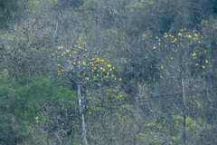 Handroanthus chrysanthus