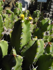 Euphorbia aeruginosa