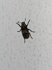 Euparius marmoreus