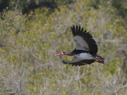 Spur-winged Goose (Plectropterus gambensis)